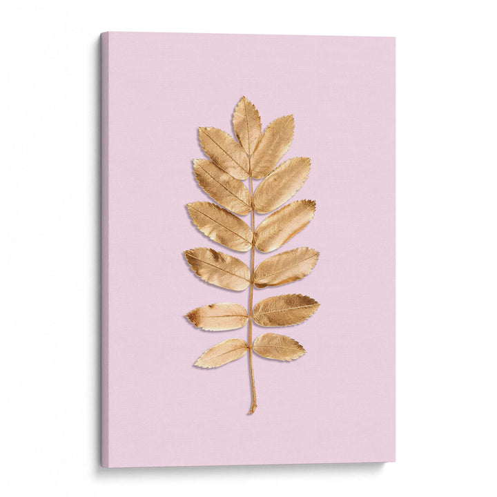 Blush Rowan Print